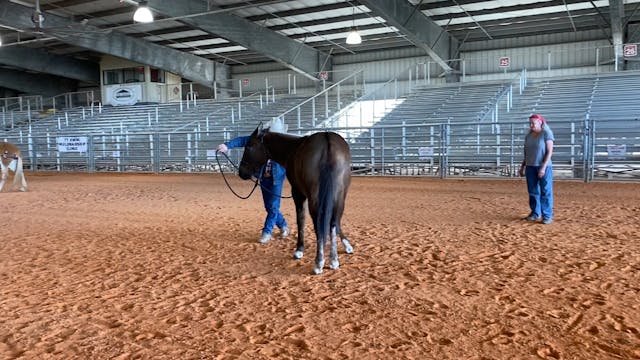 Helping Bobbi Roll the Hinds/Fronts