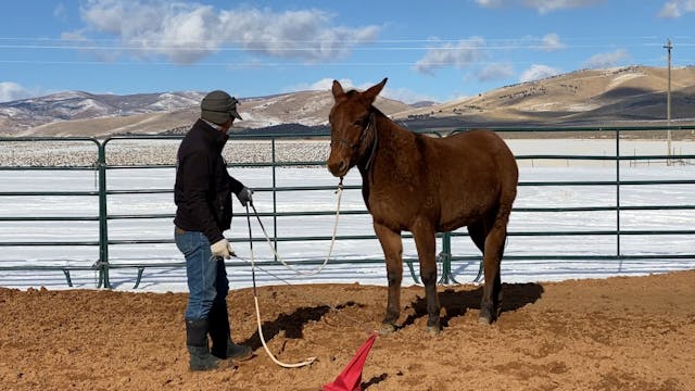 Week 2 Rolling The Hind Quarters and ...