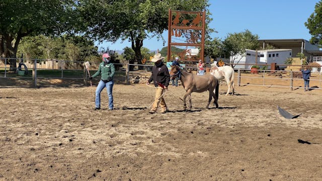 Ty works with a bolting mule in Dunni...