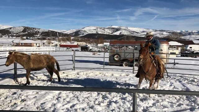 Ty Helps Catch And Halter Break A Wil...