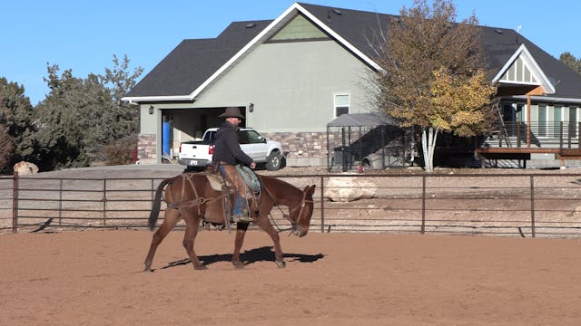 Walk-Trot-Lope On Loose Rein