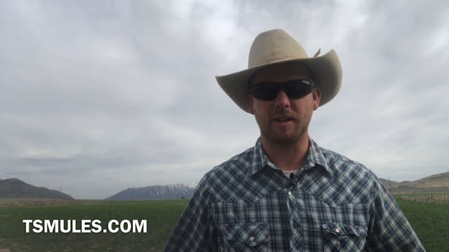 Everyday Mulemanship Challenge Week #...
