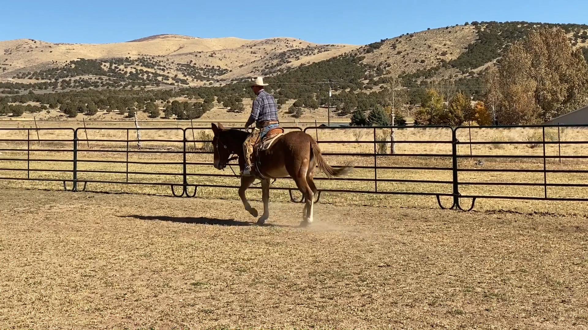 Everyday Mulemanship Challenge Week #45 “Introducing the Roll-Back”