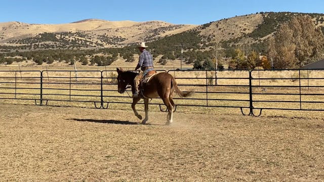 Everyday Mulemanship Challenge Week #...
