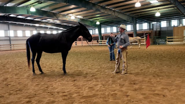 Helping Your Mule Find The Slack Rein