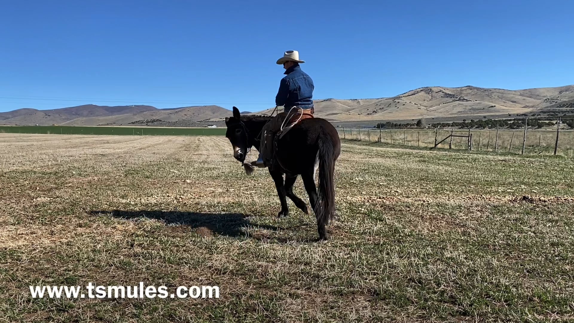 Everyday Mulemanship Challenge Week #16 “Lateral Stops”