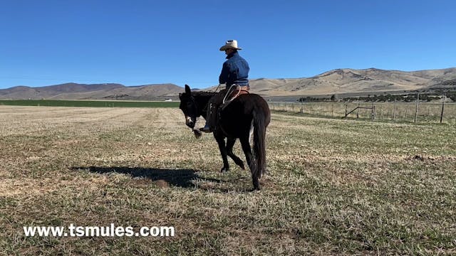 Everyday Mulemanship Challenge Week #...