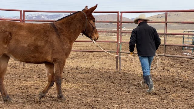 Week 10 Rope Work & Leading by the Hinds