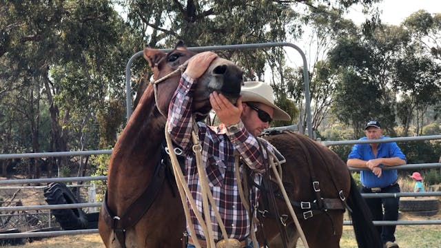 Bridling a Troubled Mule in Australia 