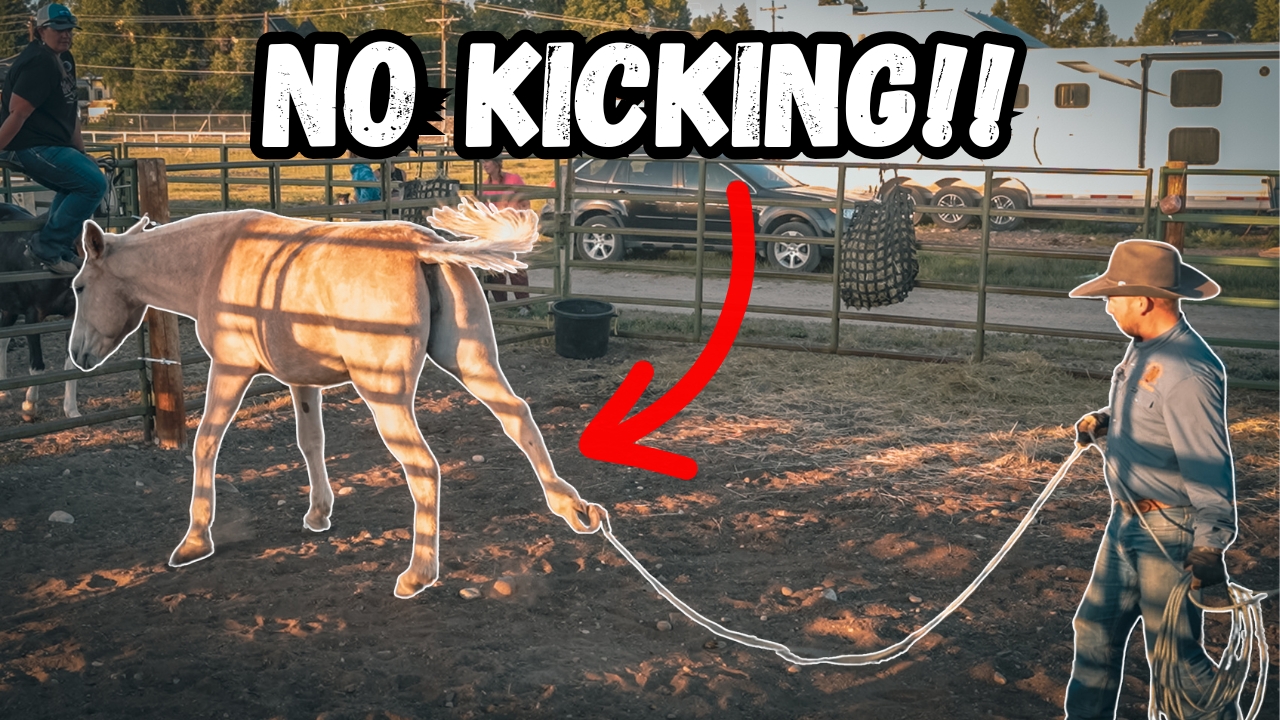 Working With Your Mule's Feet