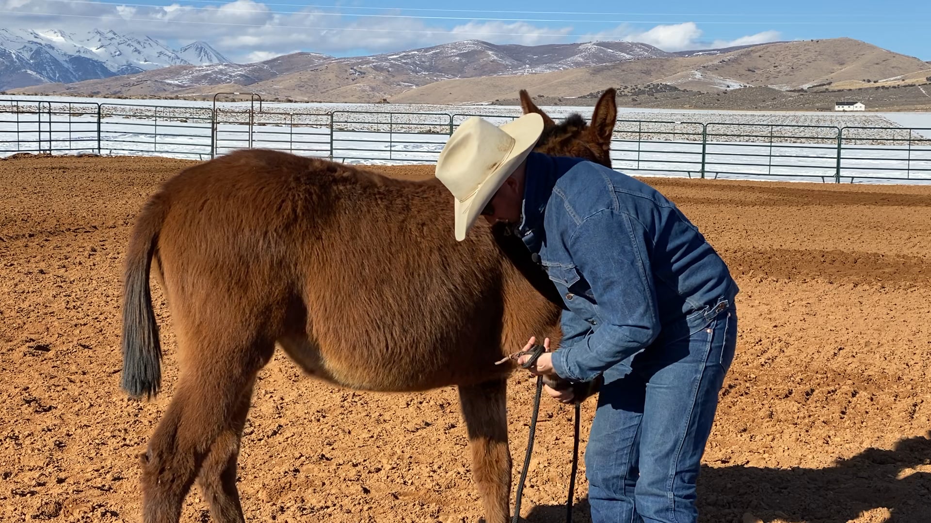 How to teach a Weanling to lead by front feet