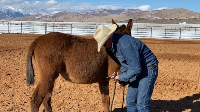 How to teach a Weanling to lead by fr...