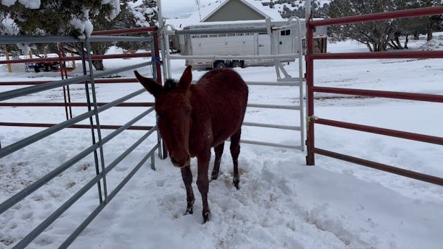 Introducing New Weanling “Spin”