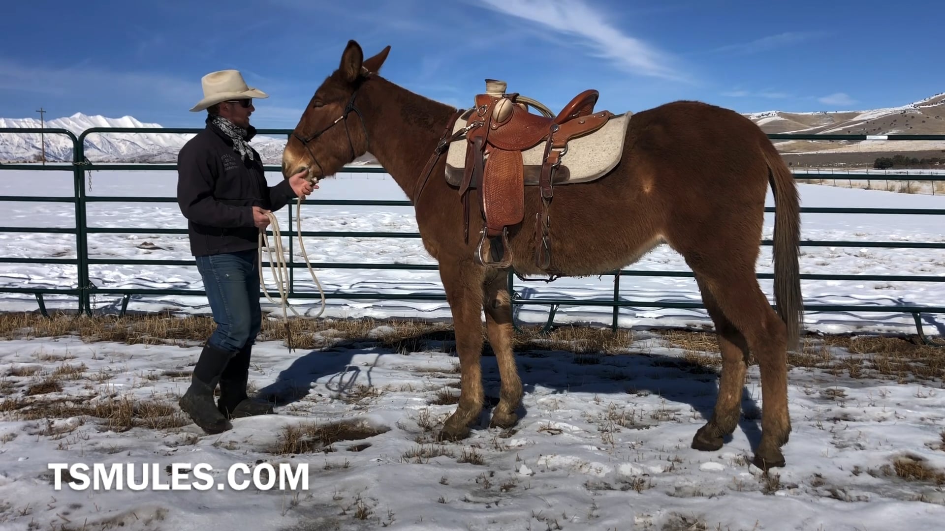 Everyday Mulemanship Challenge Week #7 “Backing from the Ground”