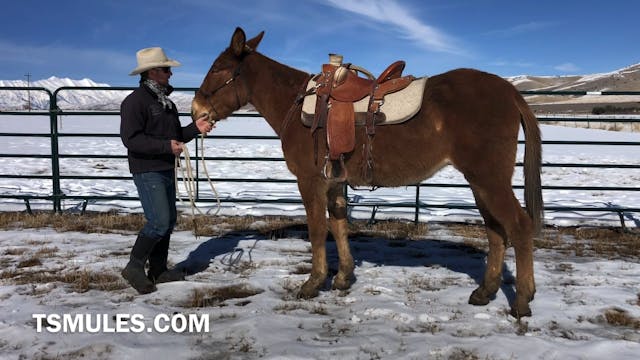 Everyday Mulemanship Challenge Week #...