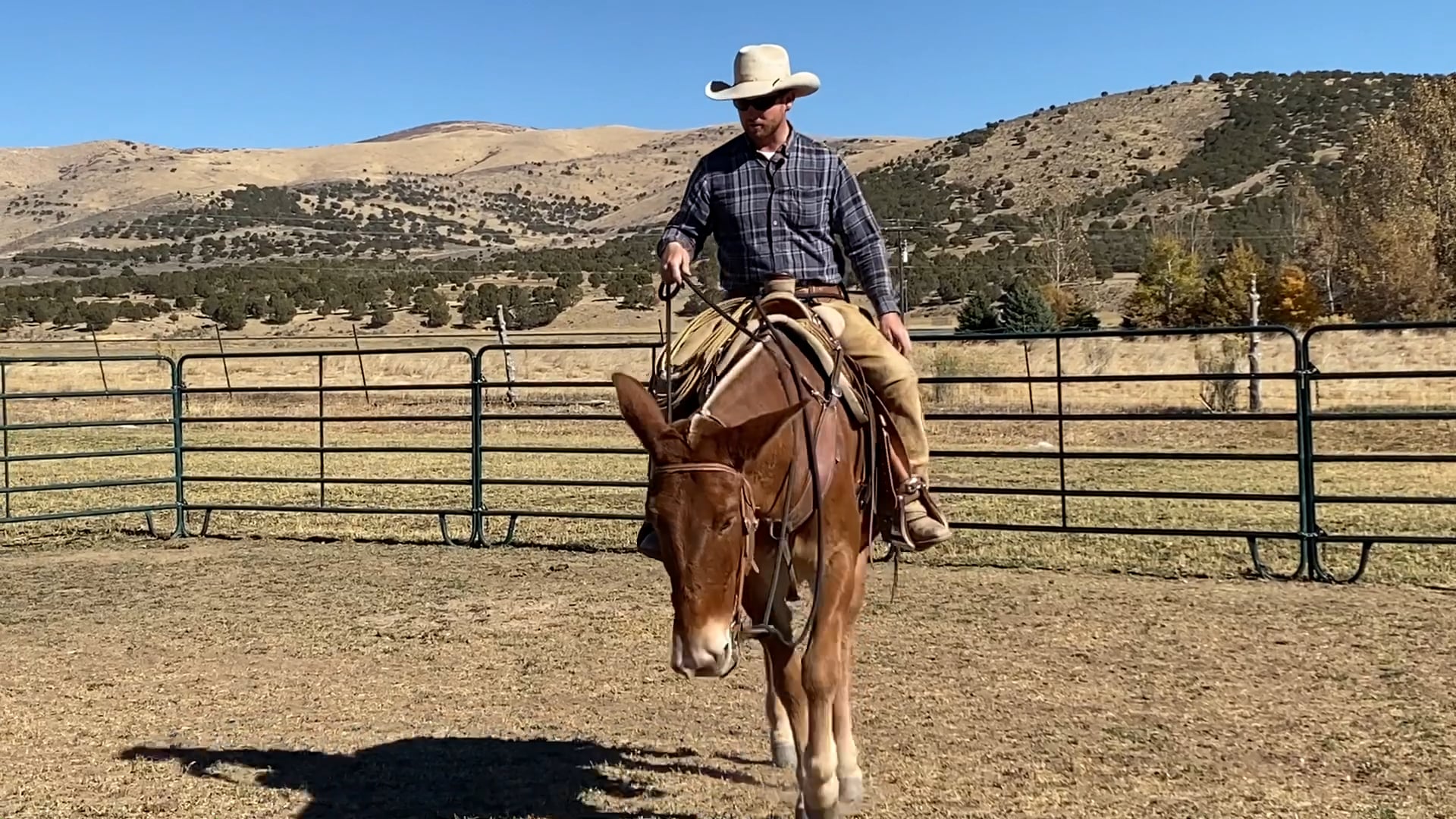 Everyday Mulemanship Challenge Week #44 “Focus on how you ride”