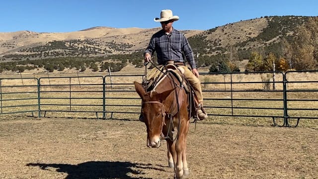 Everyday Mulemanship Challenge Week #...