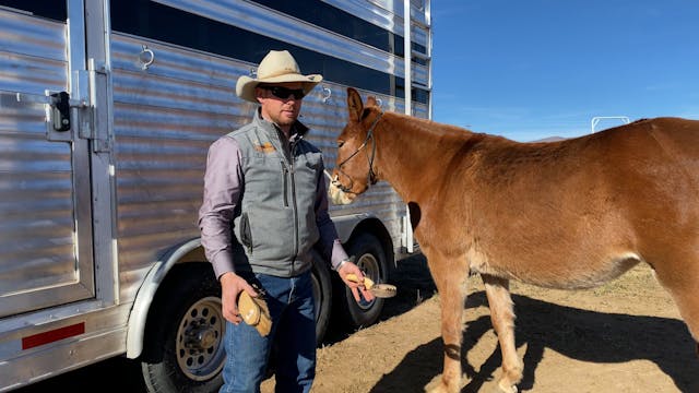 Grooming Your Mule
