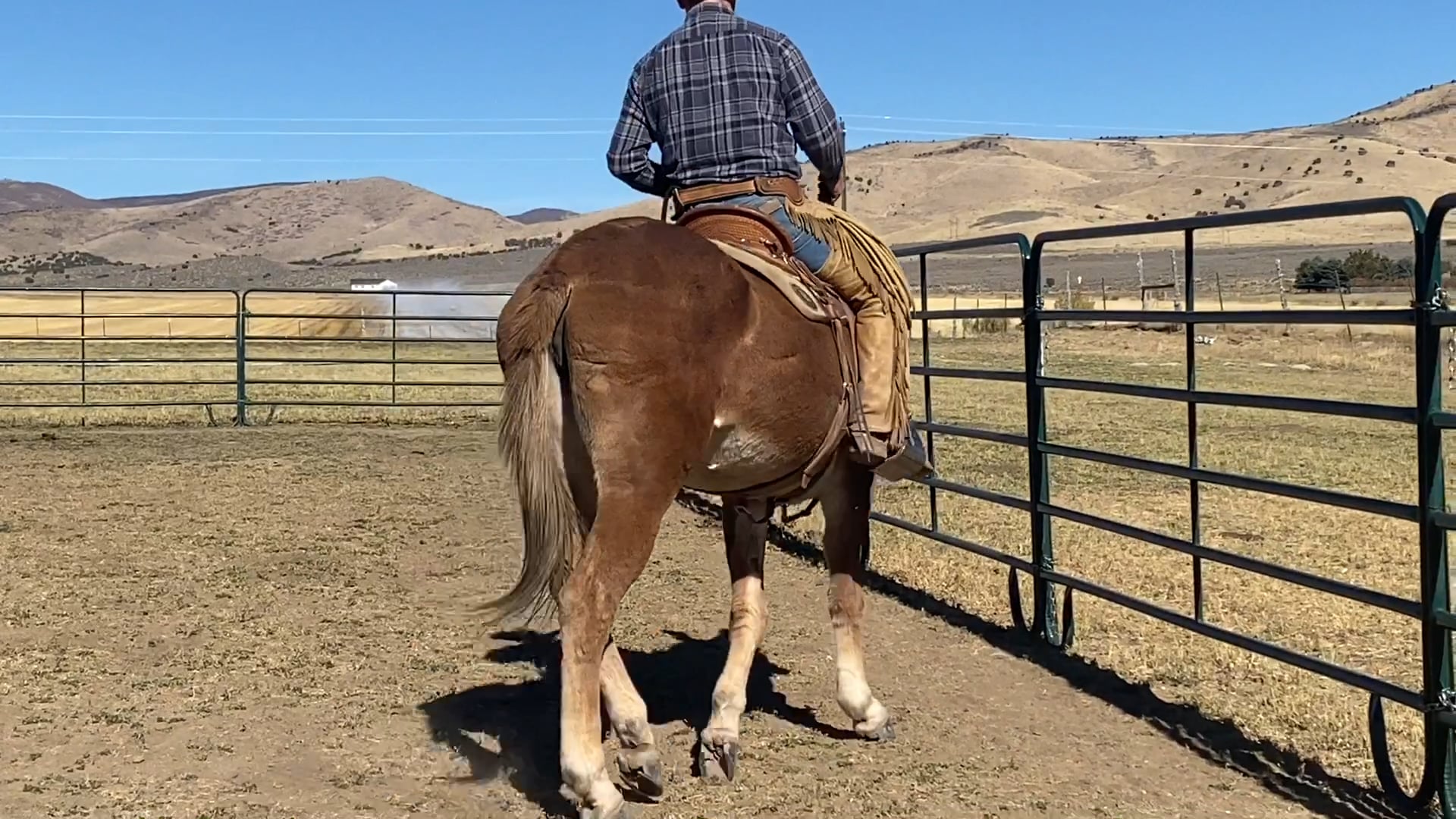 Everyday Mulemanship Challenge Week #46 “Introducing Shoulder-In”