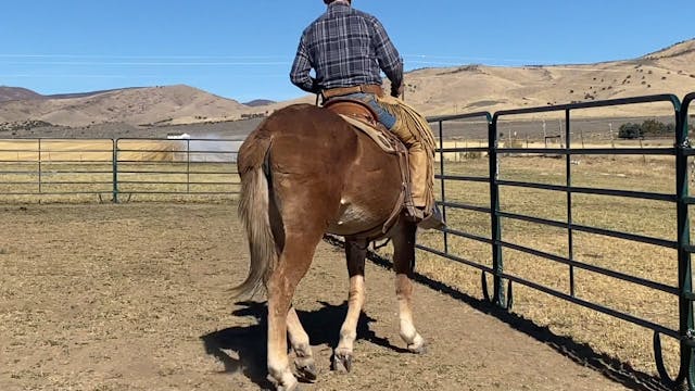 Everyday Mulemanship Challenge Week #...