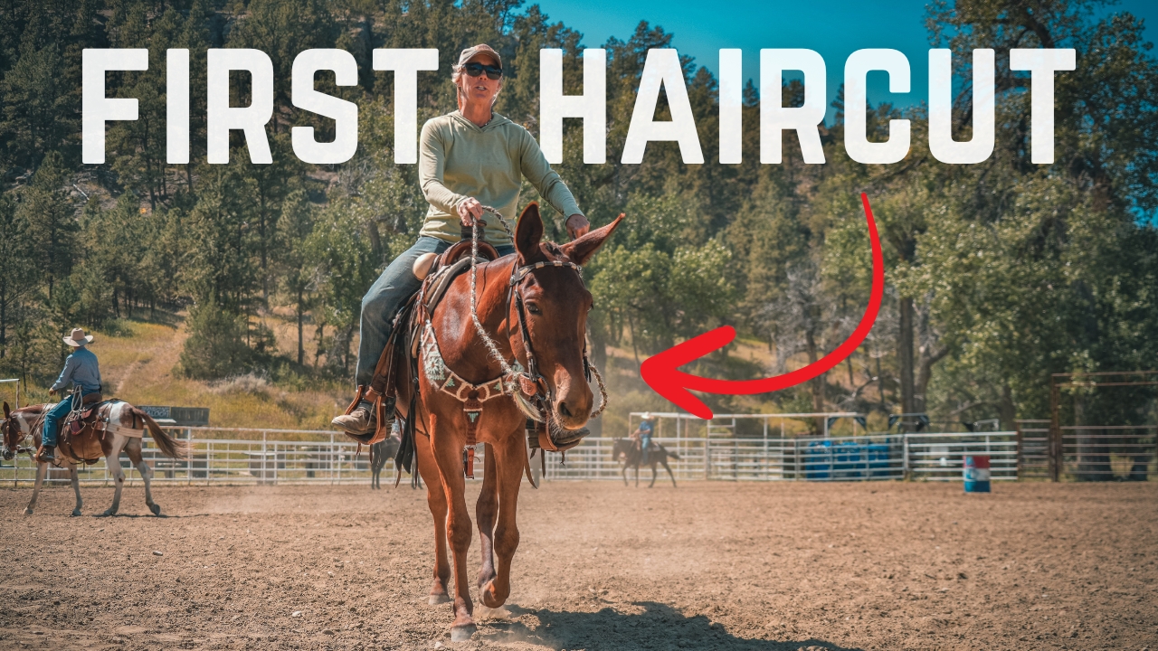 How To Trim Your Mule's Mane (For The First Time)