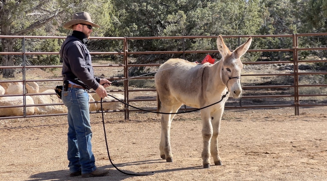 First Saddling 6 Month Old Donkey