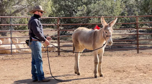 First Saddling 6 Month Old Donkey