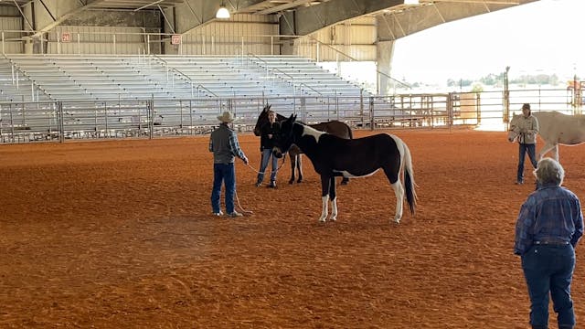 Demonstrations With Mule in FL During...