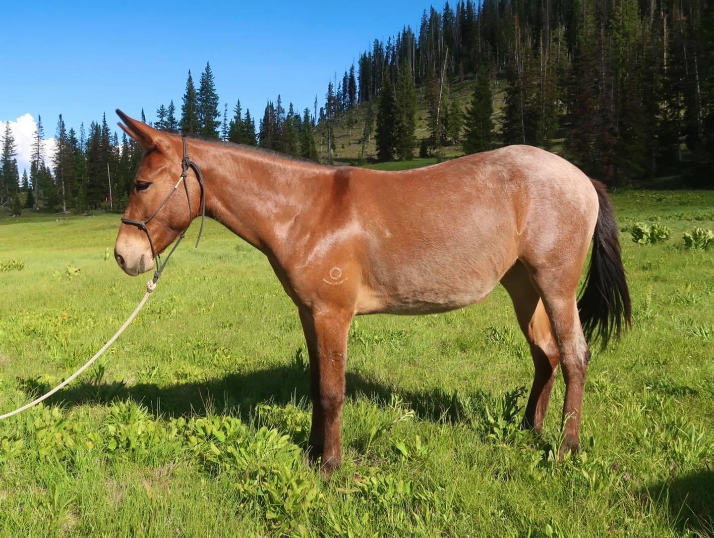 The Dally Diaries Ty Evans Mulemanship