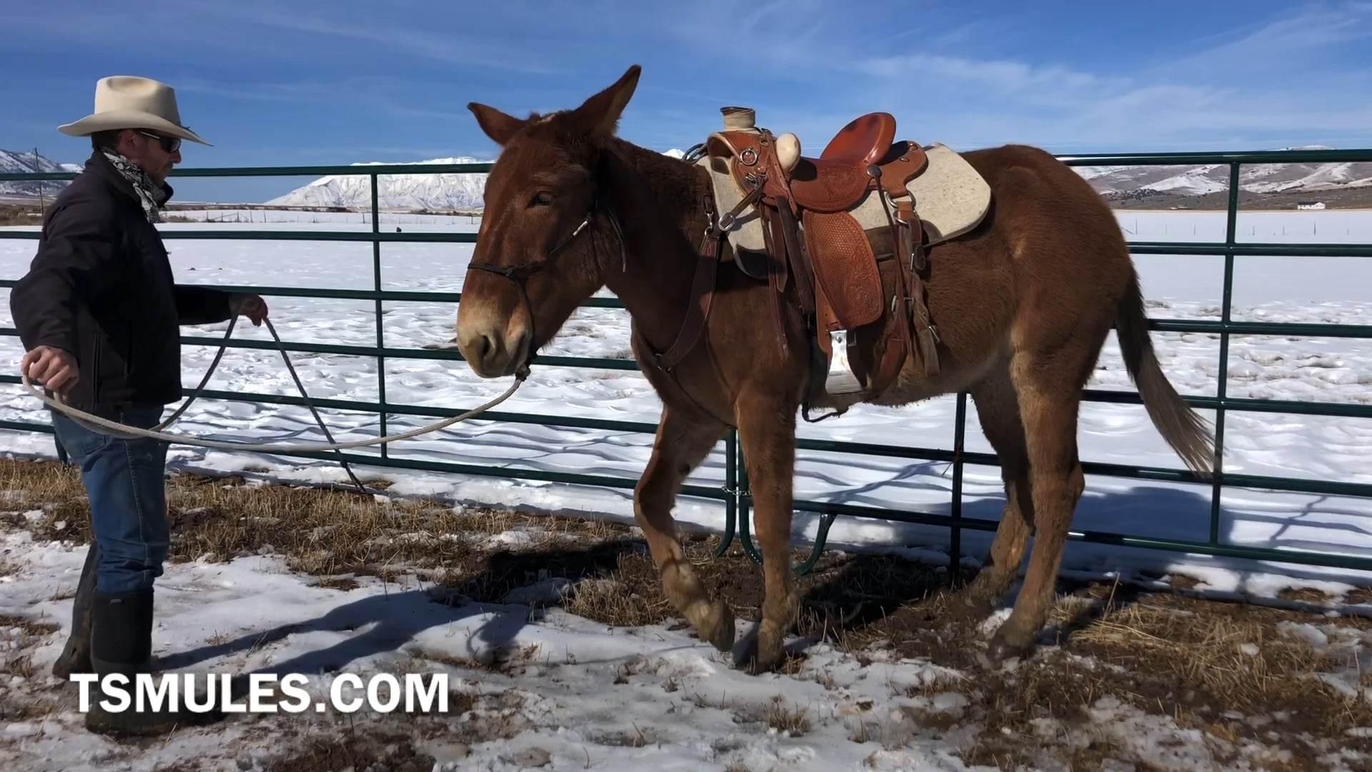Everyday Mulemanship Challenge Week #9 “Fence Work”