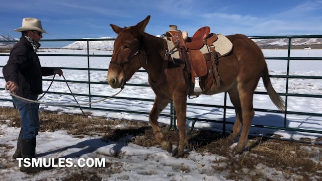 Everyday Mulemanship Challenge Week #...