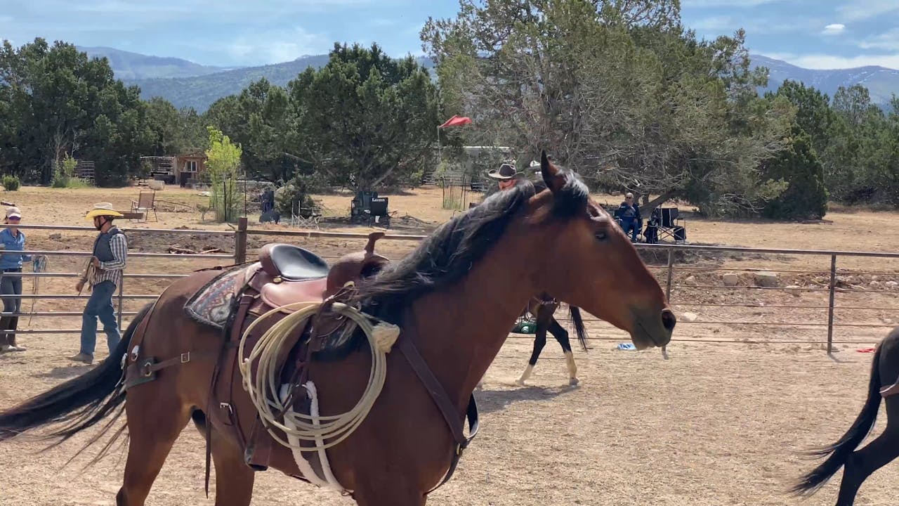 Day 4 Ty Evans Colt Starting Clinic 2022 Ty Evans Mulemanship