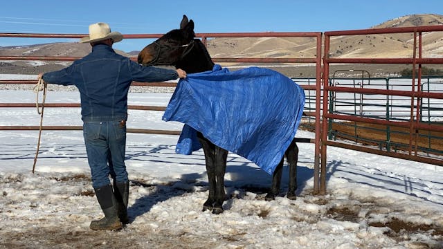 1st Tarp Session With Yearling Houlihan 