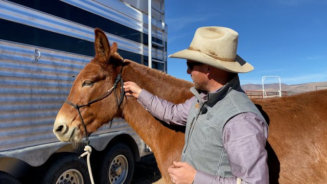 How To Tie A Rope Halter Knot