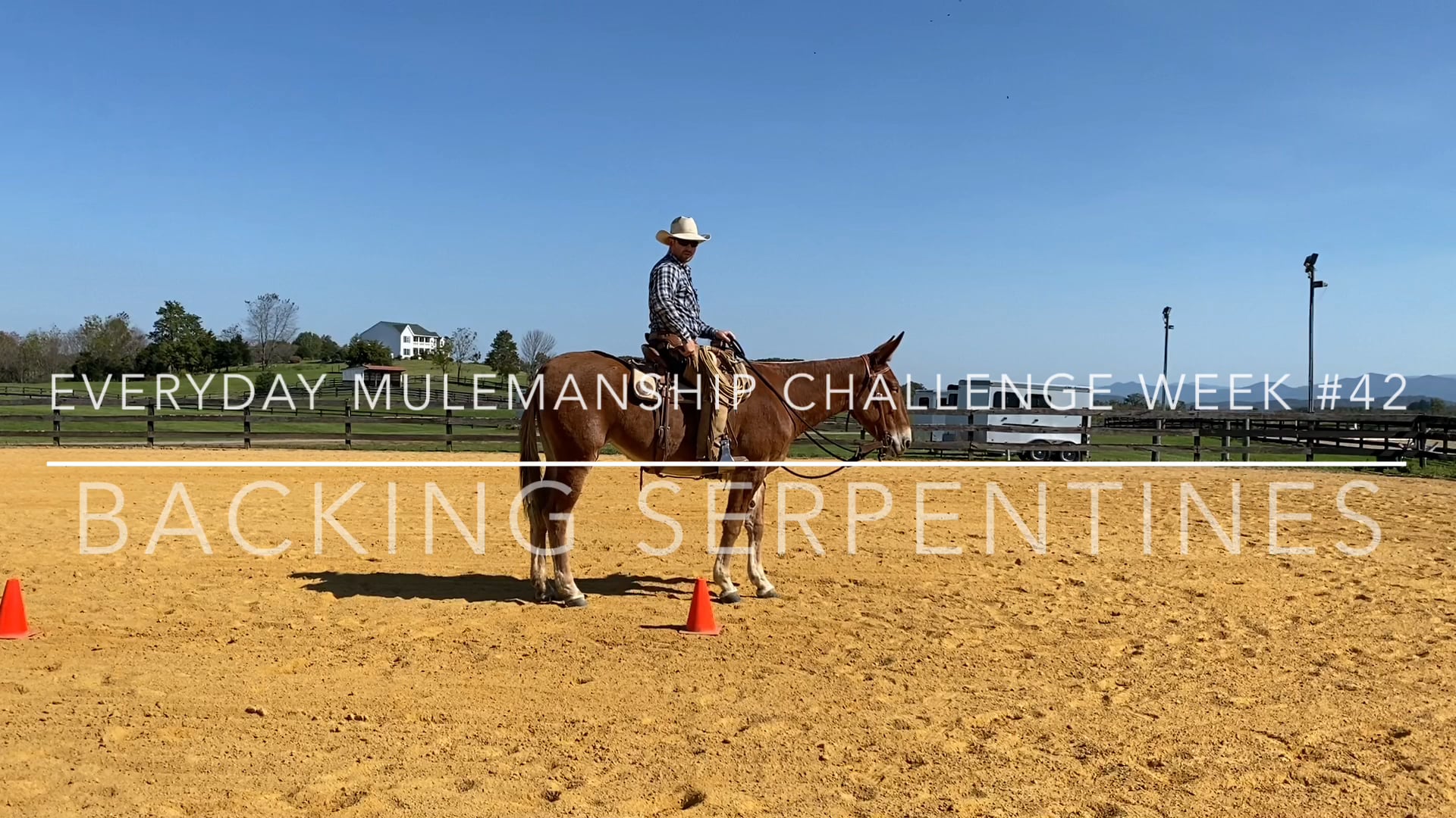 Everyday Mulemanship Challenge Week #42 “Backing Serpentines”