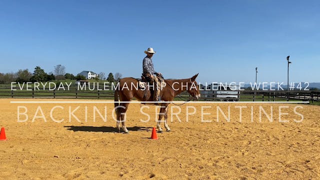 Everyday Mulemanship Challenge Week #...