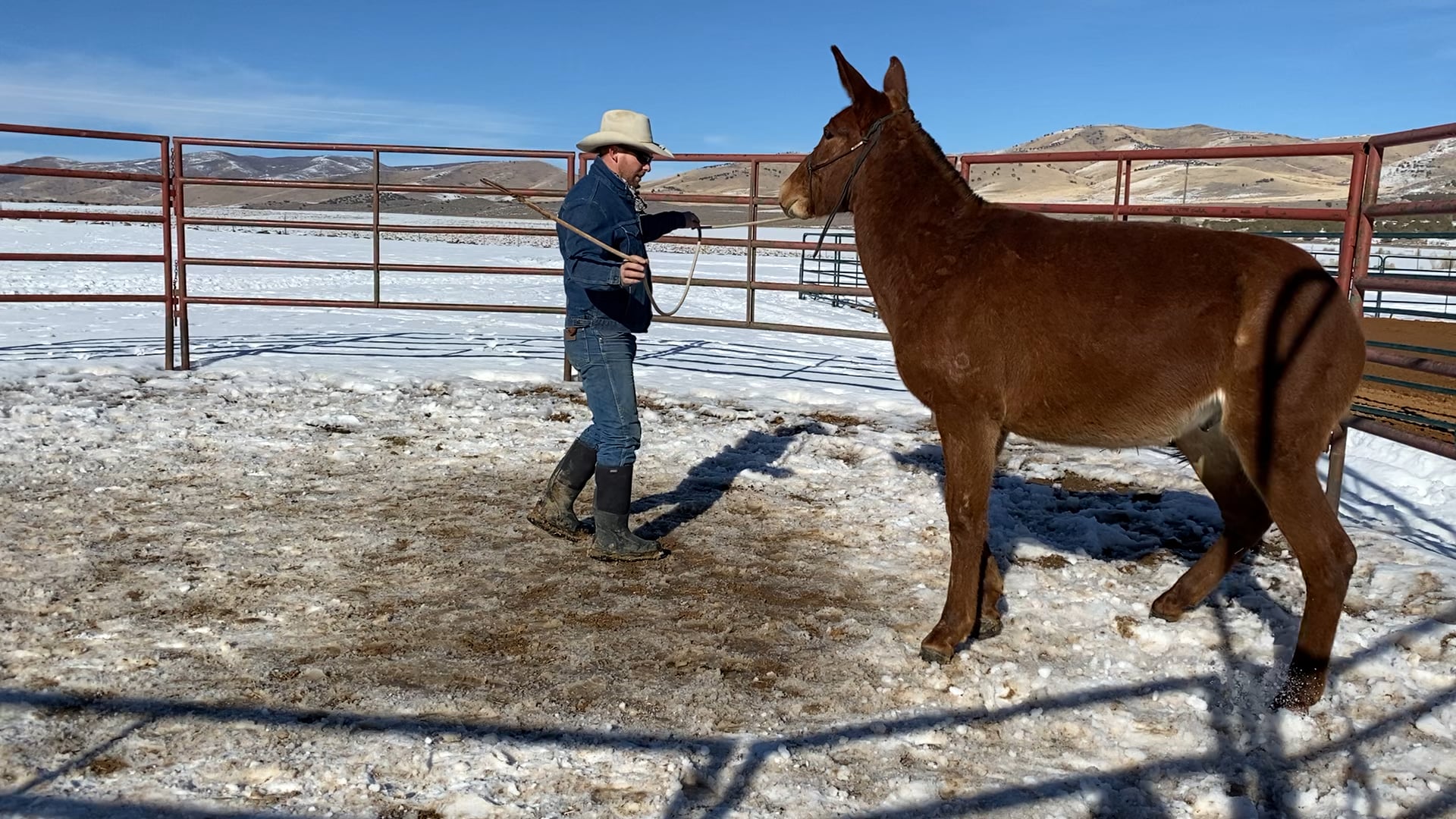 Tarp Work with Yearling Roper
