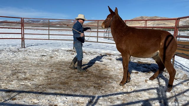 Tarp Work with Yearling Roper