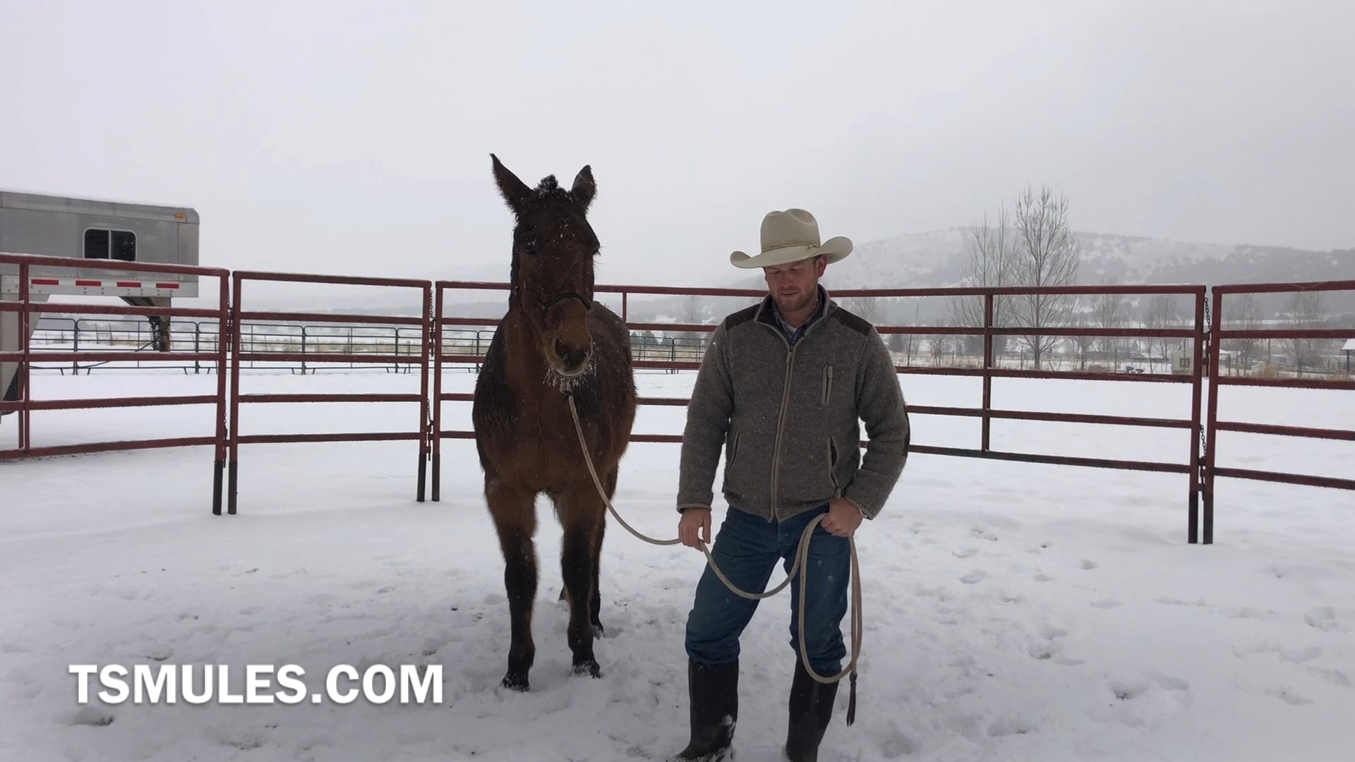 Everyday Mulemanship Challenge Week #6 “Roll the hind & front”