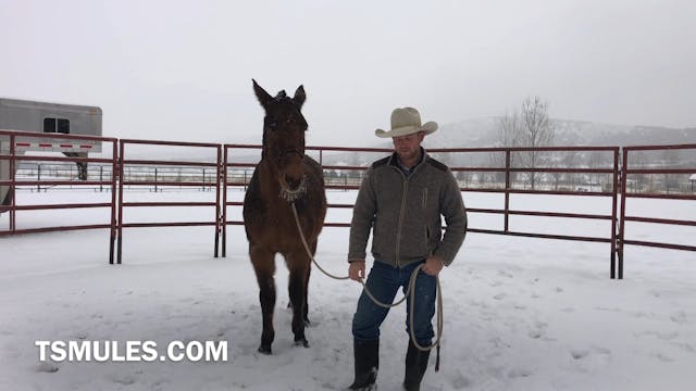 Everyday Mulemanship Challenge Week #...