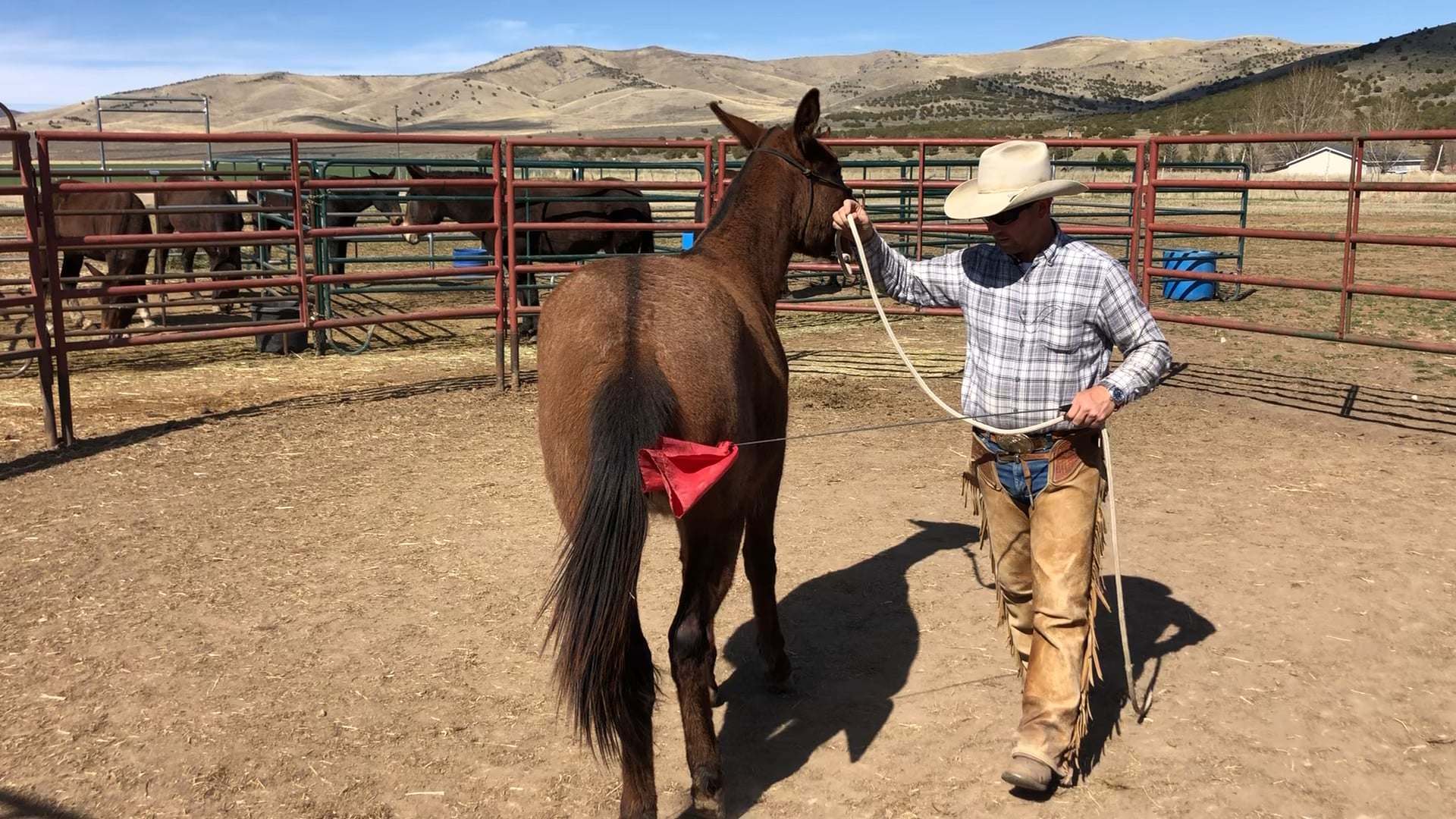 Groundwork Session with 2 Yr. Old Mule “Dally”