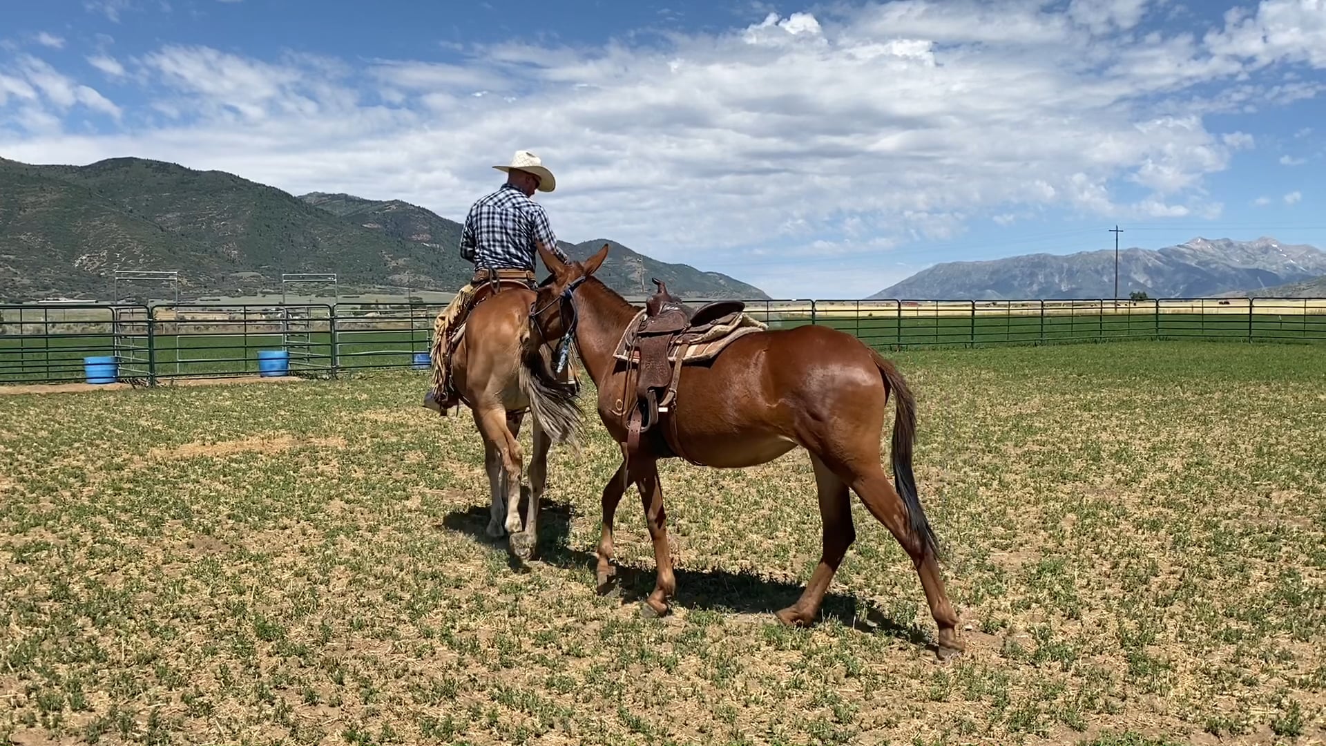 Everyday Mulemanship Challenge Week #30 “Ponying another mule”