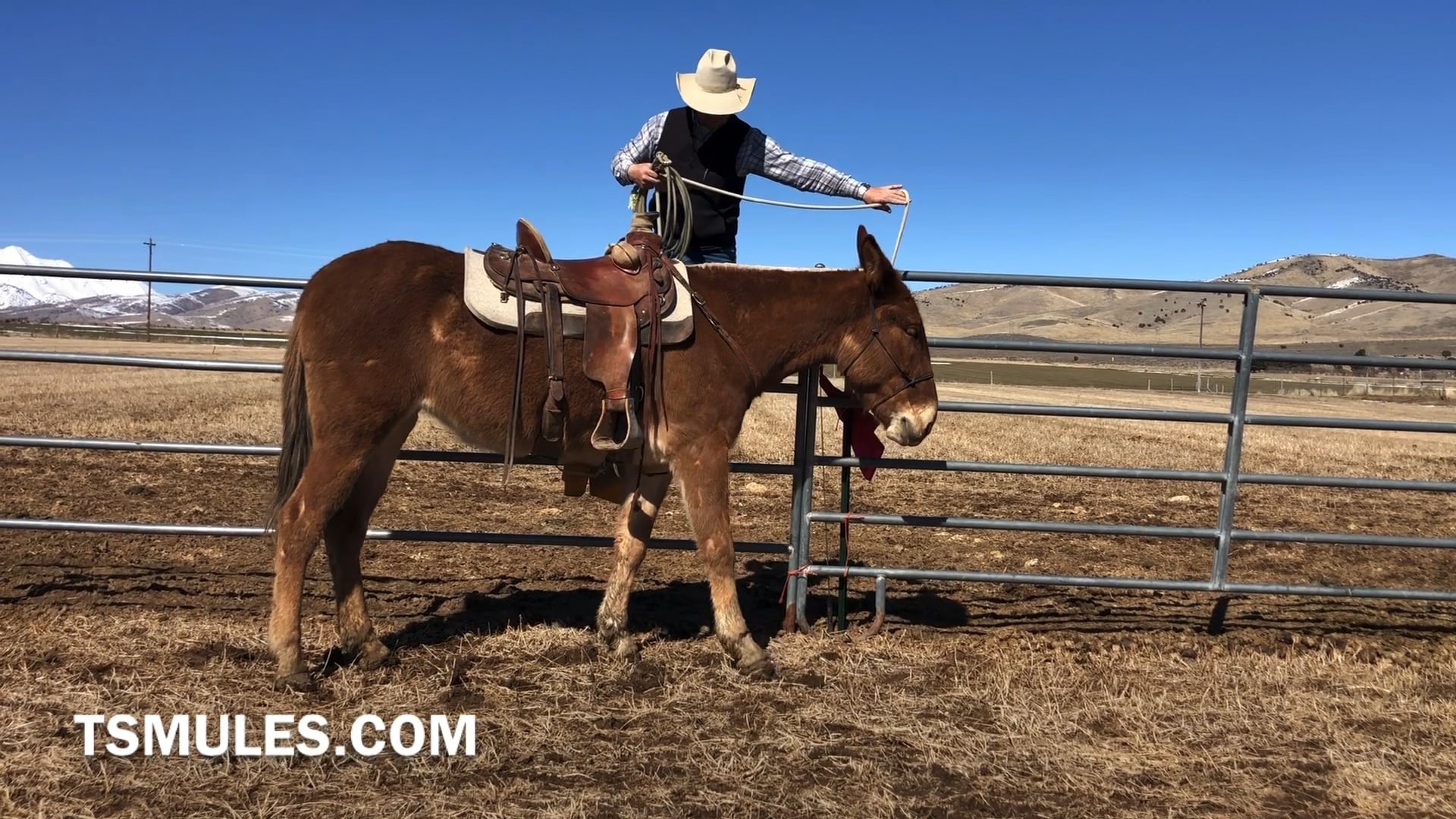 Everyday Mulemanship Challenge Week #10 “Desensitization from the Fence”