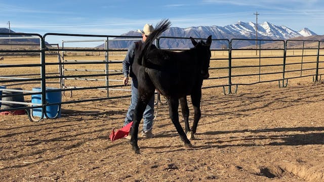 Groundwork Session with Yearling Mule...