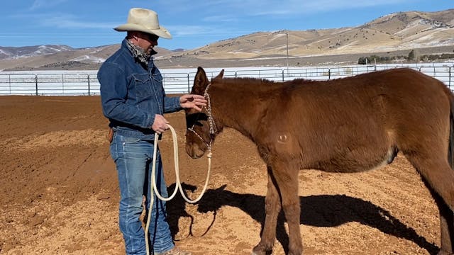 Working with Weanling “Spade”