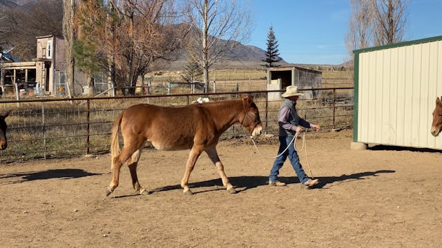 How To Send Your Mule Out The Gate Wi...