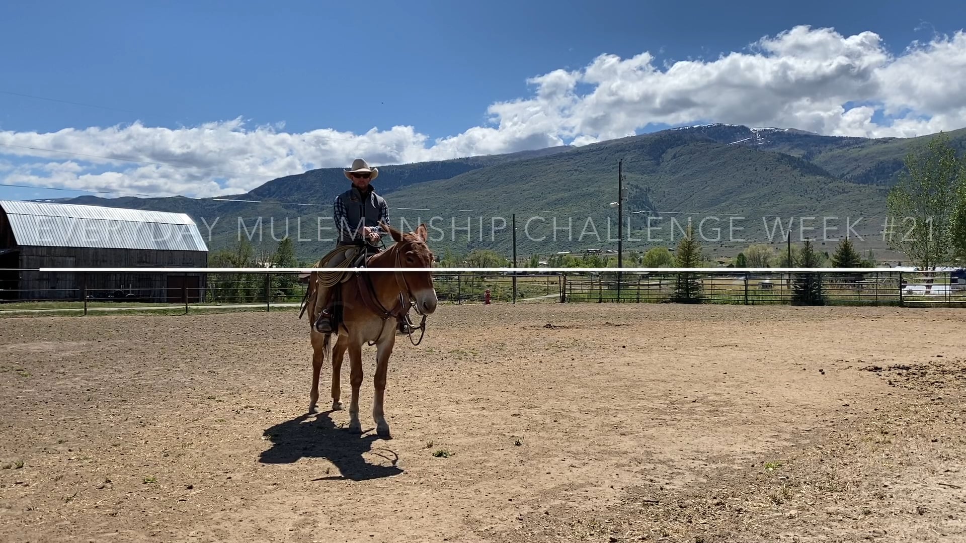 Everyday Mulemanship Challenge Week #21 “Stopping with your Seat”