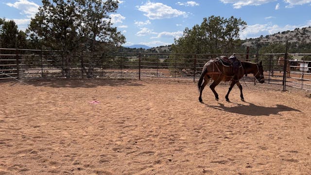 Ty Works With Bolting Mule "Horatio"