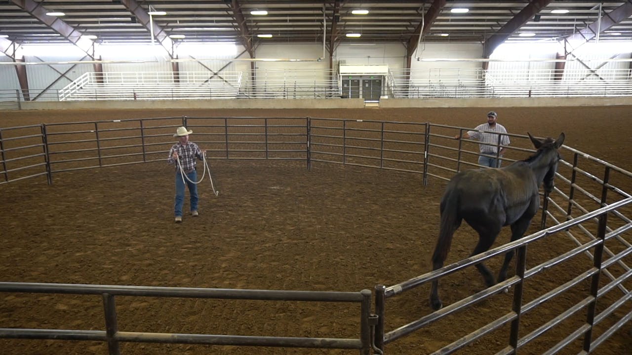 Ready to Catch Mule "Diamond" Ty Evans Mulemanship