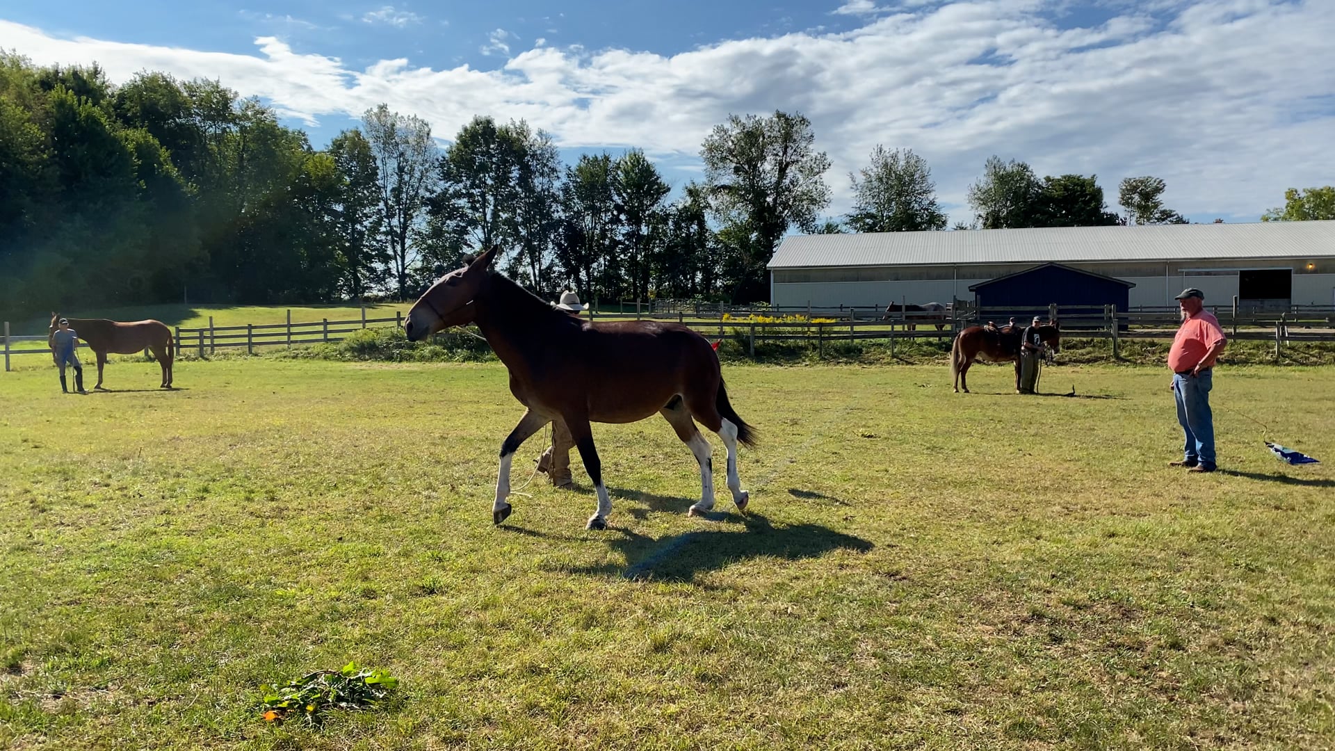 Ty works with a very braced mule in Michigan 